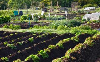 Example of an allotment space. Picture: PA