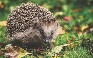 Three hedgehogs have been kicked to death in a week