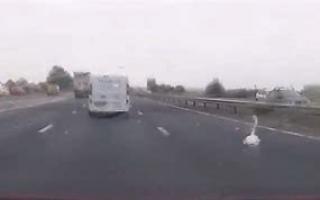 A low-resolution image showing the swan on the motorway posted by police on social media
