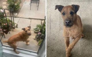 Bradford family overwhelmed after missing dog found 10 miles away