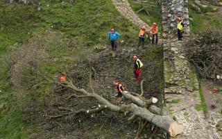 According to the Sunday Times, police caught several members of the public trying to take pieces of the tree from the site where it was felled near Hadrian’s Wall in Northumberland