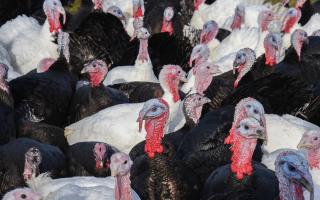 Could you go with turkey this Christmas? 
Pic: Charlotte Bond