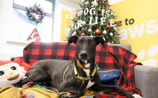 Domino, said to be the most overlooked pooch at Dogs Trust Leeds