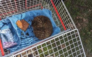 A mobile phone attached to a snake hook helped a rescue operation for a hedgehog