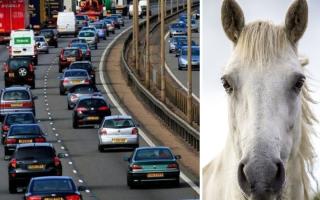 A carriageway of the M62 had to be closed this morning due to horses in the road