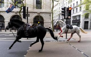 Two horses on the loose bolt through the streets of London near Aldwych. Image: Jordan Pettitt/PA