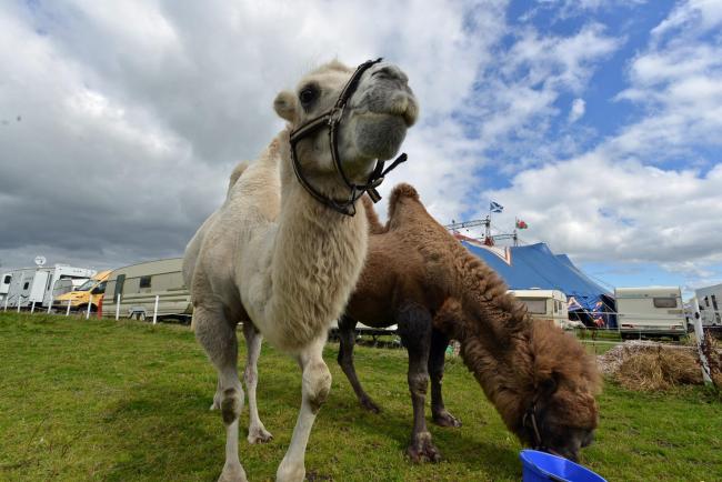 Circus Mondao's camels Sabia (left) and Kashmer are preparing for an upcoming show