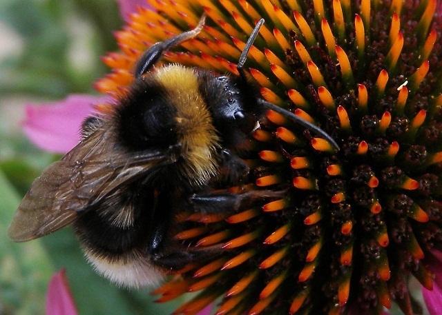 File photo dated 03/08/10 of a bumblebee collecting nectar from a flower as a ban on pesticides feared to be killing bees was on the cards after a majority of EU governments backed a move fiercely resisted by the UK coalition. PRESS ASSOCIATION Photo. Iss