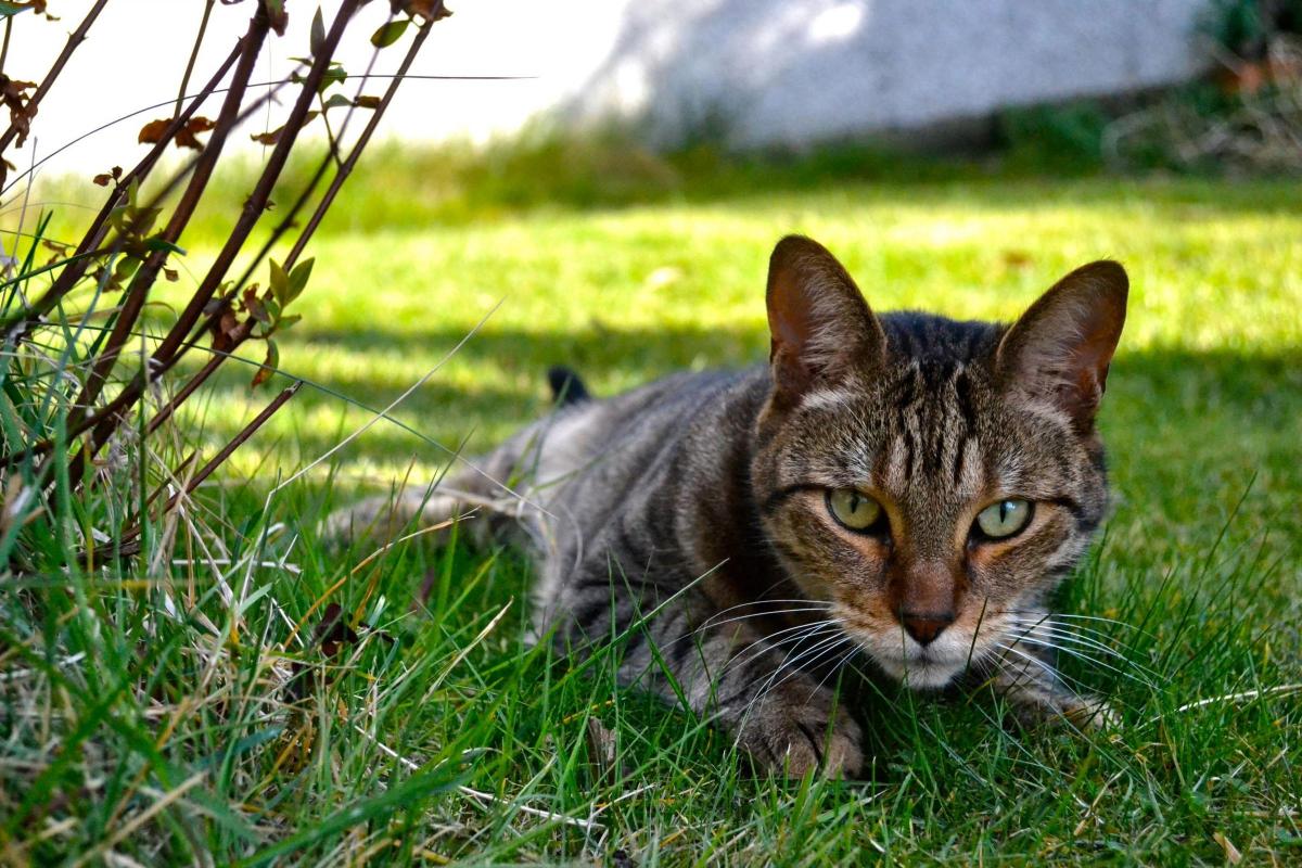 How To Keep Cats Out Of Your Garden Bradford Telegraph And Argus