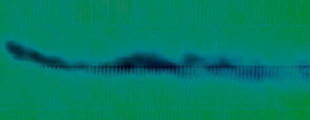 Bradford Telegraph and Argus: A processed sonar image from Mr Holmes' film which a software expert in US says might be a giant eel
