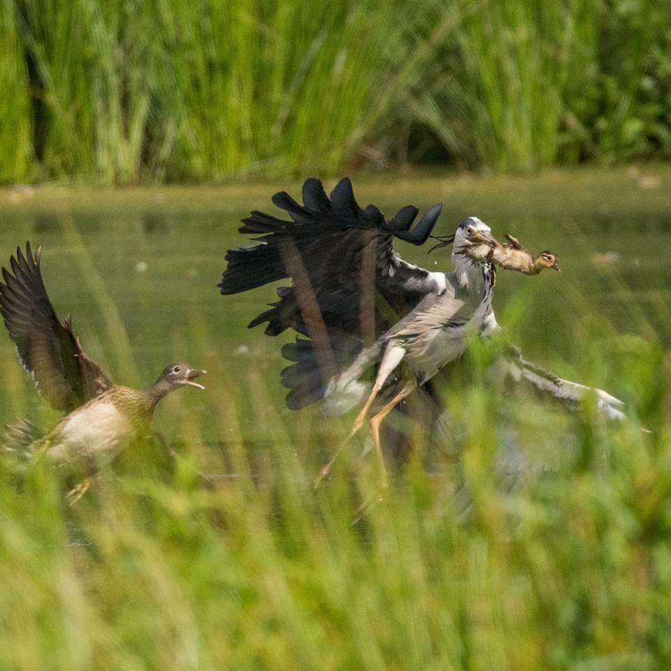 A heron snatching a duckling with its mother in hot pursuit at Adel dam nature reserve. Picture by Christian Rawson.