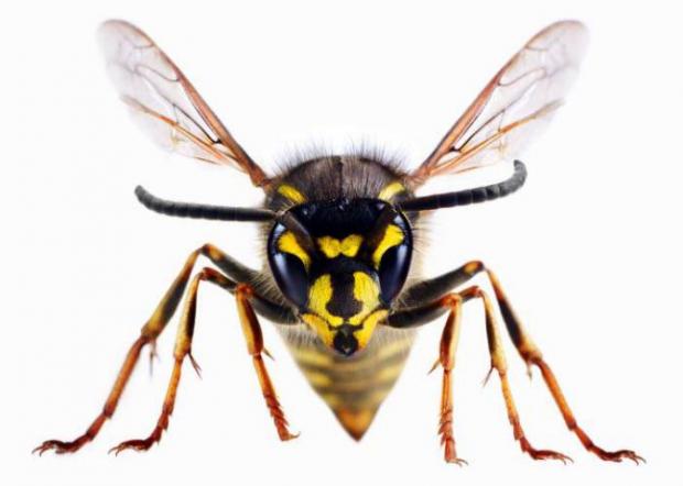 Bradford Telegraph and Argus: A wasp